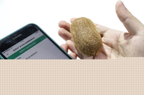 新华全媒 | 创新科技闪耀数博会，信息咨询服务开启智慧未来新篇章